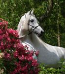 rosse